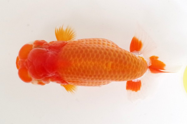 当歳16席 石崎一成(松山)