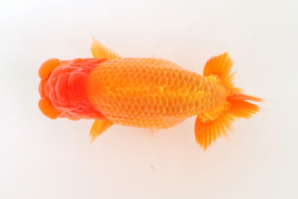 当歳08席 石崎一成(松山)