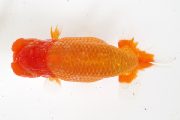 当歳11席 末冨綱彦(松山)