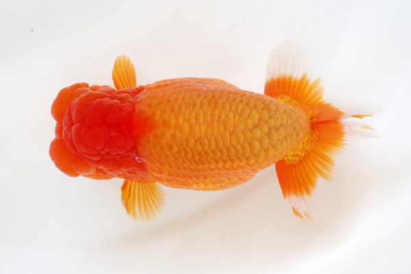 親6席 田中有美(松山)