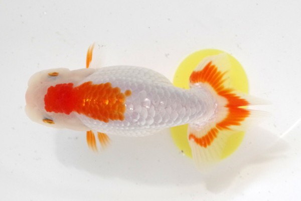 当歳15席 賀治喜一(徳島)