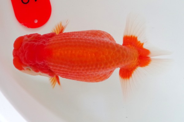 二歳07席 山田義浩(岡山)