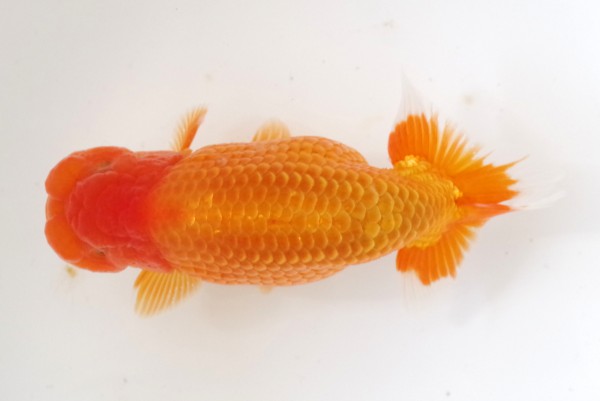 当歳13席 石崎一成(松山)