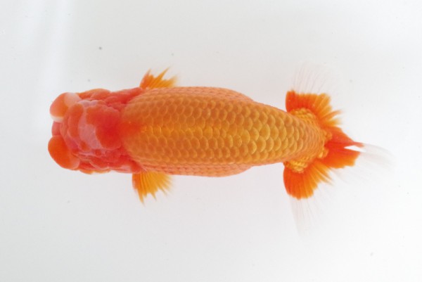 【二歳の部】1席_石崎一成（松山市）