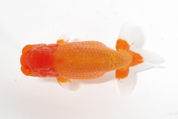 【二歳の部】2席_向井愛（松山市）