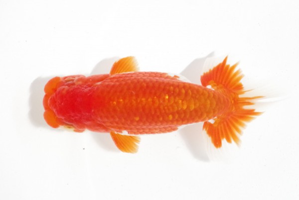 【二歳の部】5席_相田浩之（伊予市）