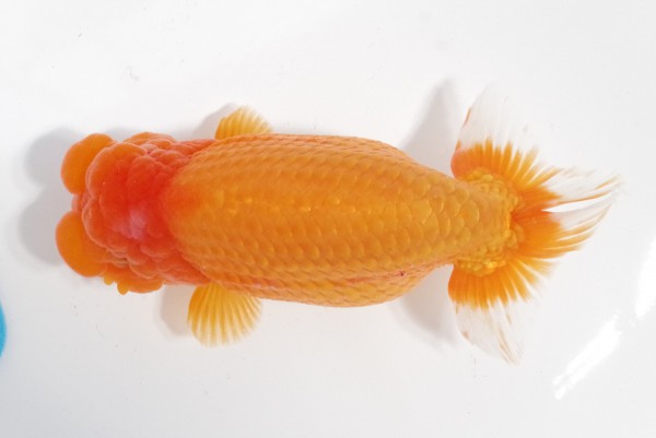 【親魚の部】1席_石崎一成（松山市）