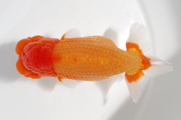 【親魚の部】3席_石崎一成（松山市）