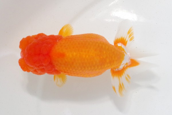 【親魚の部】2席_相田浩之（伊予市）