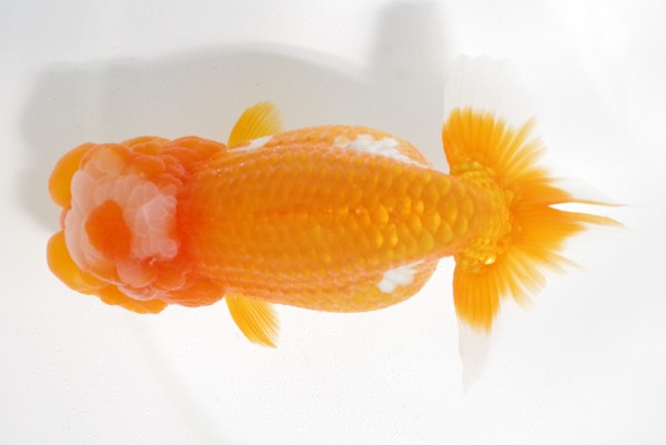 【親魚の部】4席_相田浩之（伊予市）