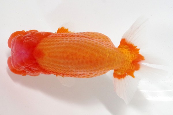 【親魚の部】5席_石崎一成（松山市）