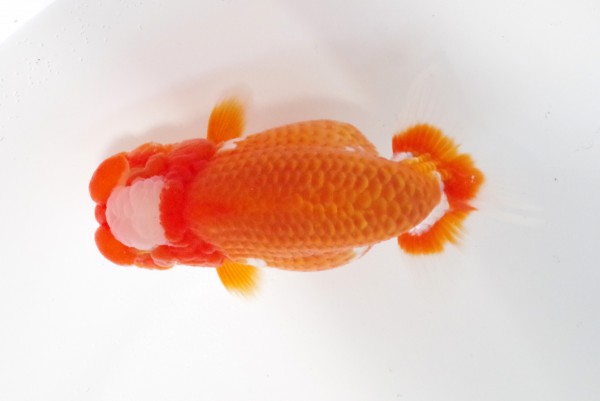 【二歳の部】3席_石崎一成（松山市）