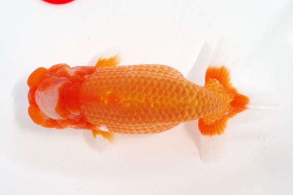 【二歳の部】4席_石崎一成（松山市）