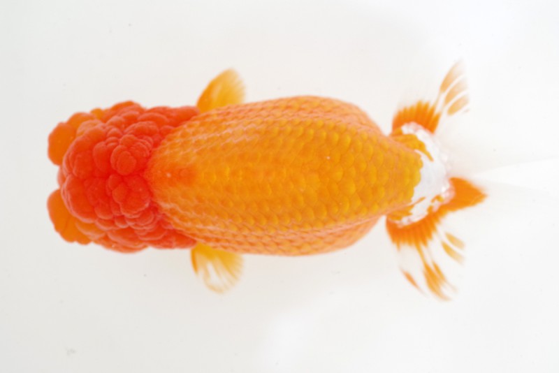 《親》04席_相田浩之（伊予市）