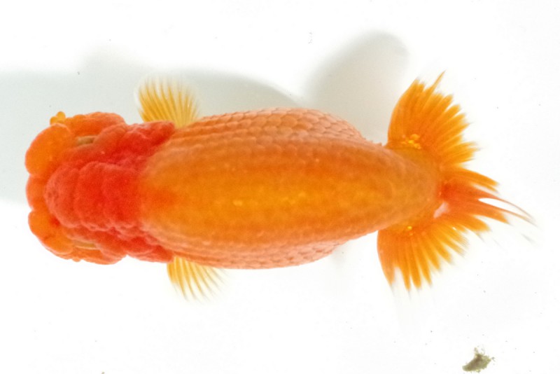 《二歳》11席_藤原孝司（徳島）