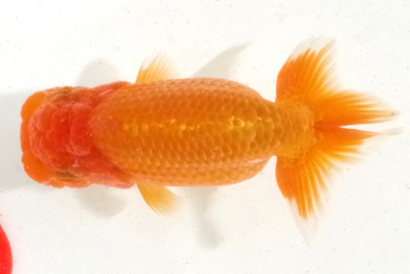 《当歳》15席_大槻敏章（岡山）