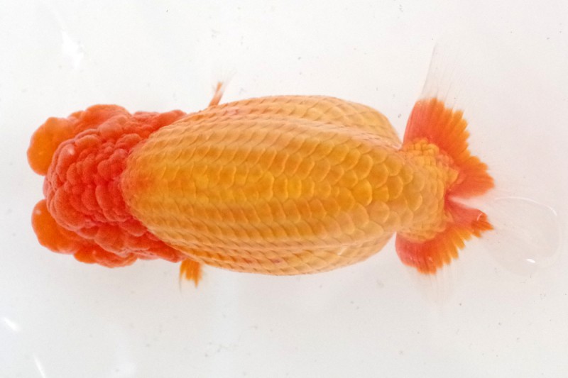 《二歳》02席_石崎一成（松山）