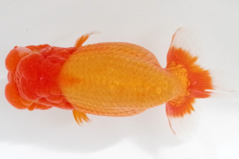 《親》09席_相田浩之（伊予市）