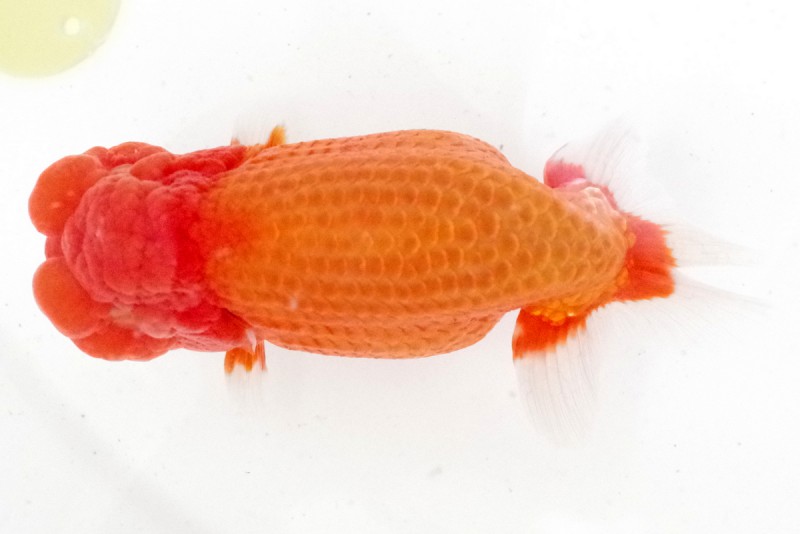 《二歳》01席_工藤千尋（沼津）