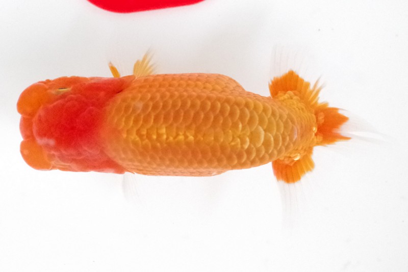 《当歳》07席_石崎一成（松山）