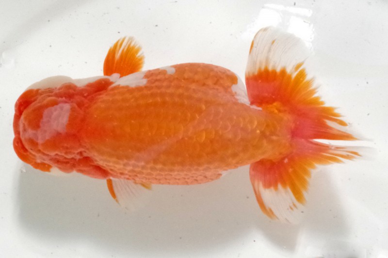 《二歳》07席_鎌田　　守（徳島）