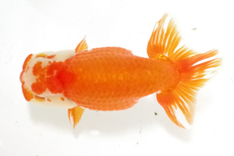 《親》10席_末冨綱彦（松山）