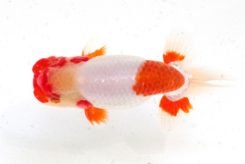 《当歳》09席_鎌田　　守（徳島）