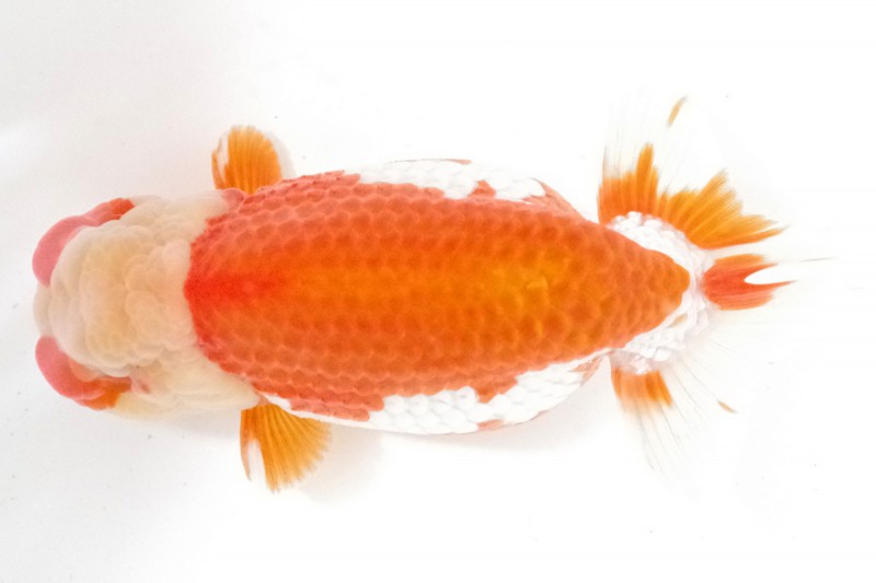 《親》06席_澄川正樹（松山）