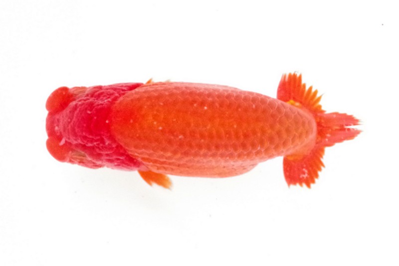 《当歳》04席_工藤千尋（沼津）