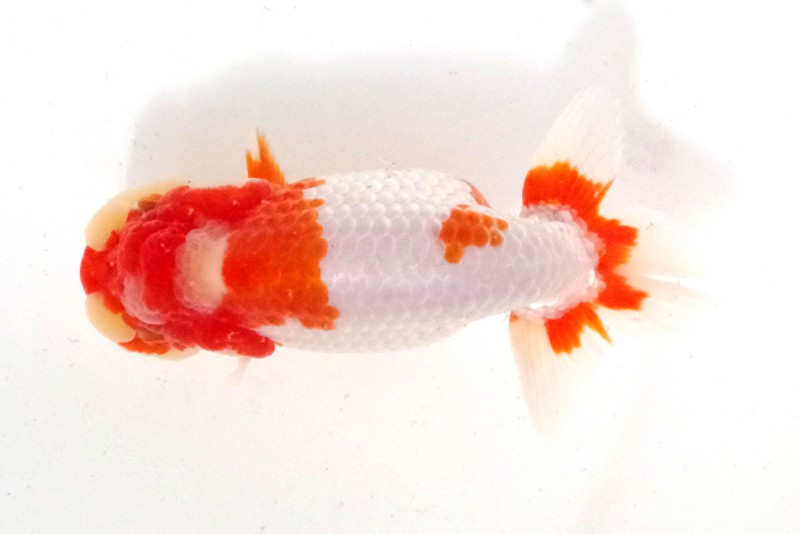 《当歳》14席_鎌田　　守（徳島）