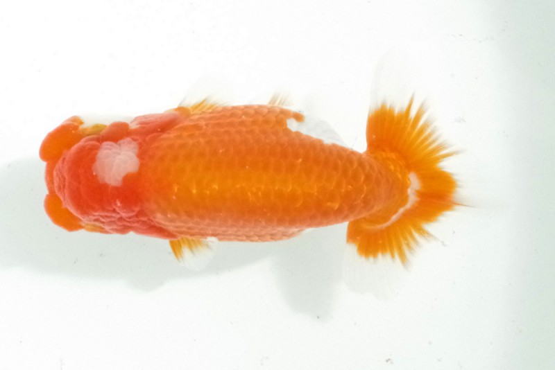 《二歳》06席_泰地正一（小松島）