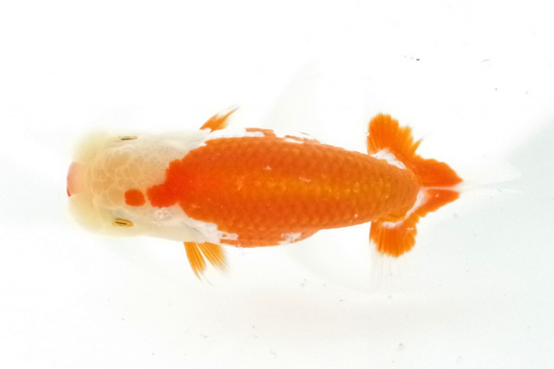 《当歳》13席_相田浩之（伊予市）