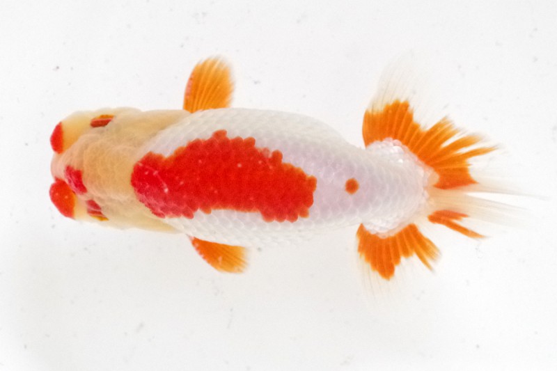 《当歳》05席_藤原孝司（徳島）