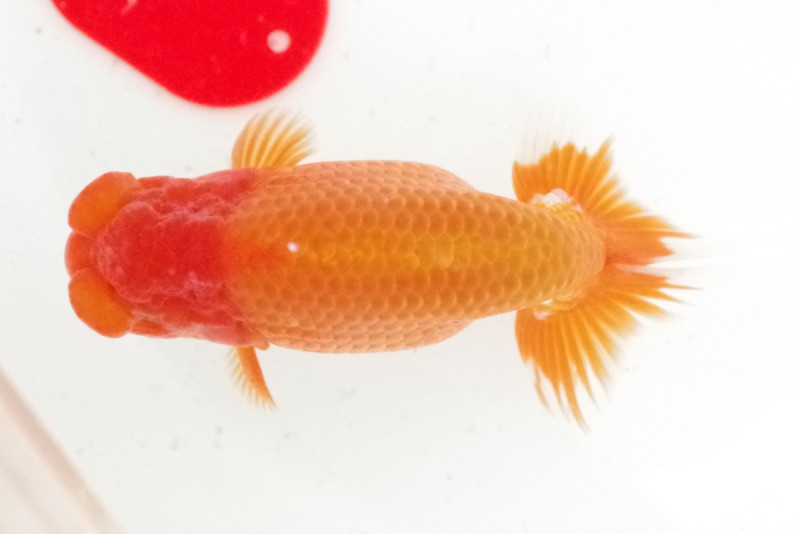 《当歳》02席_藤原孝司（徳島）