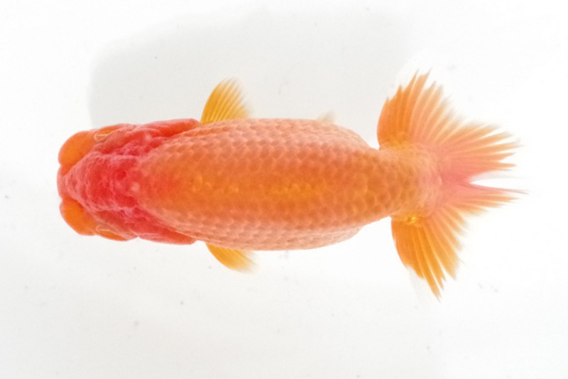 《当歳》11席_藤原孝司（徳島）