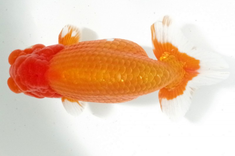 《二歳》08席_山口公好（徳島）