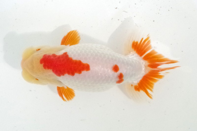 《二歳》03席_藤原孝司（徳島）