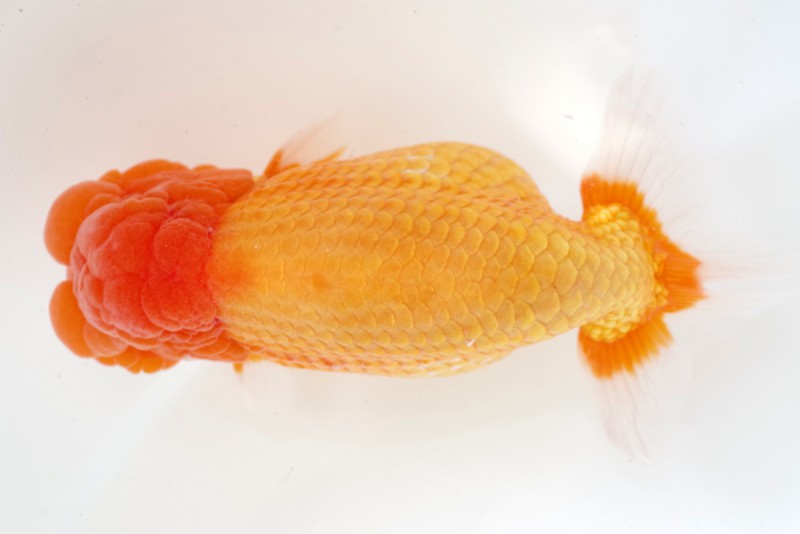 《親》02席_石崎一成（松山）