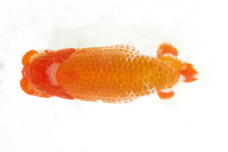 《当歳》06席_石崎一成（松山）