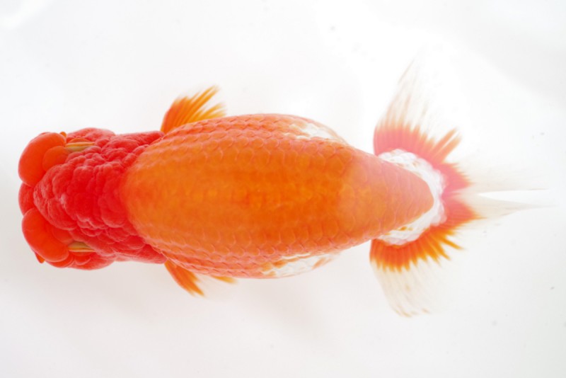 《親》01席_藤原孝司（徳島）