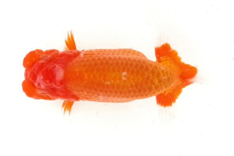 《当歳》03席_工藤千尋（沼津）