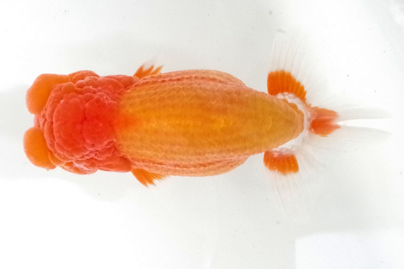 《親》11席_相原務（松山）