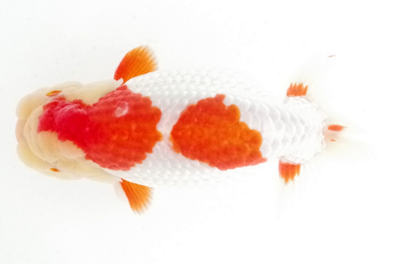 《二歳》04席_山口公好（徳島）