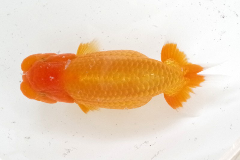 《当歳》01席_石崎一成（松山）