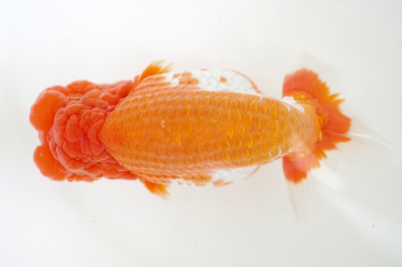 《親》03席_石崎一成（松山）