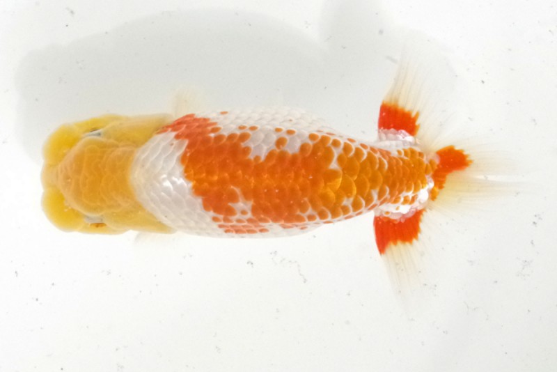 《当歳》10席_石崎一成（松山）