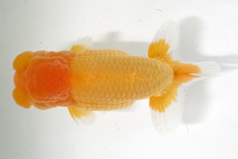 《二歳》10席_相田浩之（伊予市）